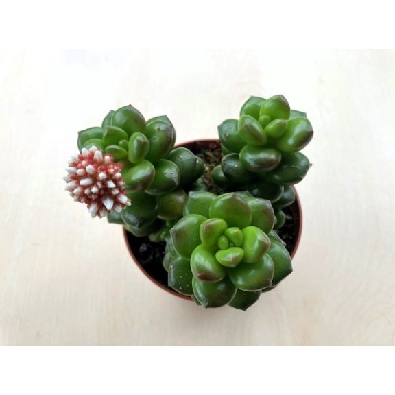 Sedum lucidum 'Obesum'