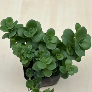 Sedum tetractinum - varjúháj