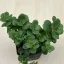 Sedum tetractinum - varjúháj