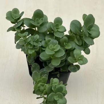 Sedum tetractinum - varjúháj