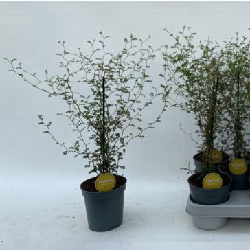 Törpe akác - Sophora prostrata 'Little Baby'