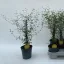 Törpe akác - Sophora prostrata 'Little Baby'