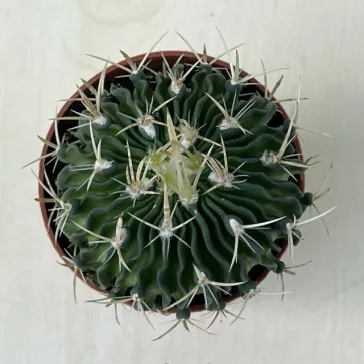 Stenocactus multicostatus