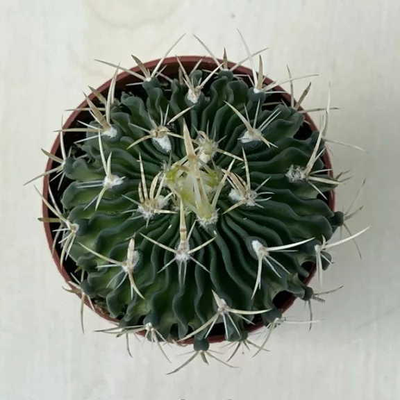 Stenocactus multicostatus Stenocactus multicostatus