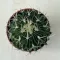 Stenocactus multicostatus
