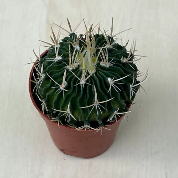Stenocactus multicostatus Stenocactus multicostatus