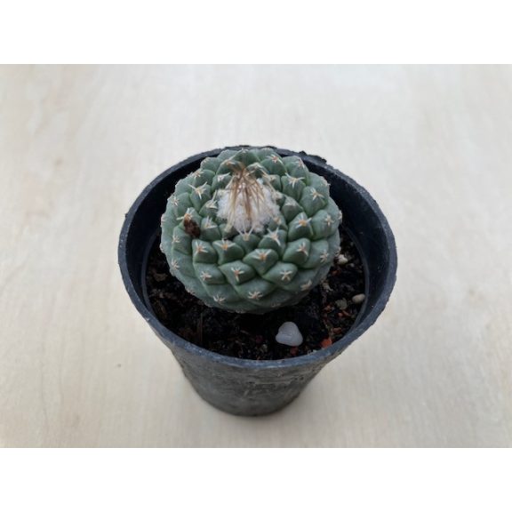 Strombocactus disciformis