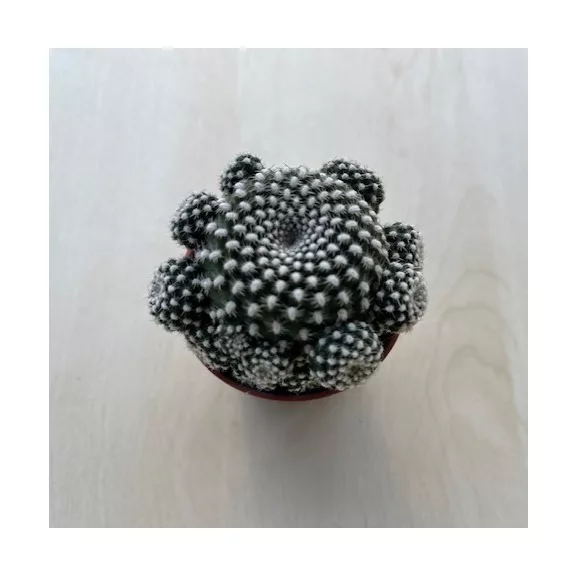 Sulcorebutia Heliosoides Sulcorebutia Heliosoides
