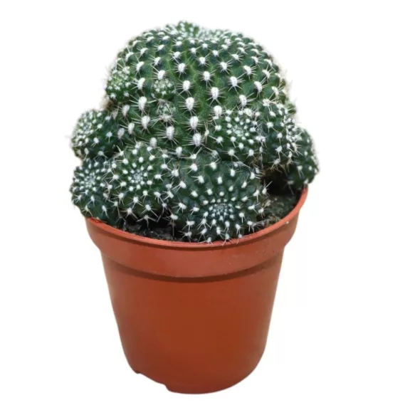 Sulcorebutia Heliosoides Sulcorebutia Heliosoides