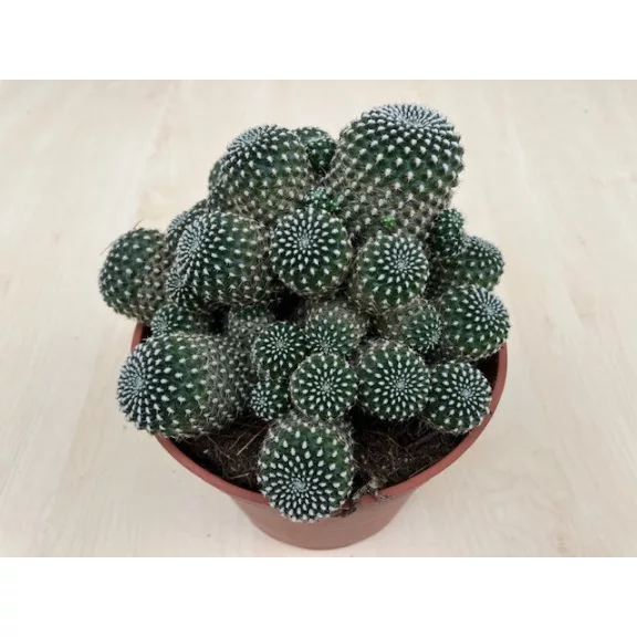 Sulcorebutia Heliosoides Sulcorebutia Heliosoides