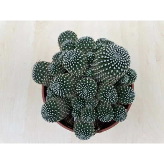 Sulcorebutia Heliosoides Sulcorebutia Heliosoides