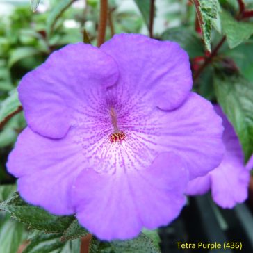 Mesevirág 'Tetra Purple'