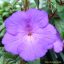 Mesevirág 'Tetra Purple'