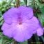 Mesevirág 'Tetra Purple'