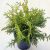 Thuja occidentalis 'Golden Globe'