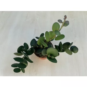 Xerosicyos danguyi 