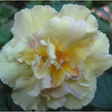 Mesevirág 'Yellow English Rose' 