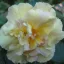 Mesevirág 'Yellow English Rose' 