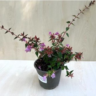 Tárnicslonc - Abelia 'Edward Goucher' - Magyar