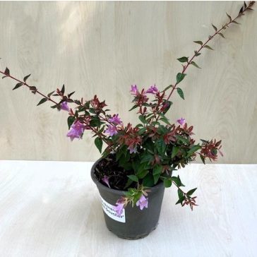 Tárnicslonc - Abelia 'Edward Goucher' - Magyar