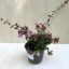 Tárnicslonc - Abelia 'Edward Goucher' - Magyar