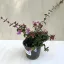 Tárnicslonc - Abelia 'Edward Goucher' - Magyar