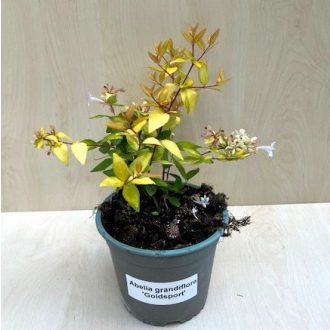   Nagyvirágú tárnicslonc - Abelia grandiflora 'Gold Spot'