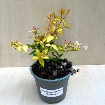   Nagyvirágú tárnicslonc - Abelia grandiflora 'Gold Spot'