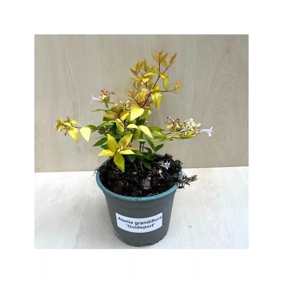 Nagyvirágú tárnicslonc - Abelia grandiflora 'Gold Spot' Nagyvirágú tárnicslonc - Abelia grandiflora 'Gold Spot'