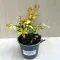 Nagyvirágú tárnicslonc - Abelia grandiflora 'Gold Spot'