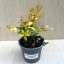 Nagyvirágú tárnicslonc - Abelia grandiflora 'Gold Spot'