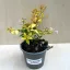 Nagyvirágú tárnicslonc - Abelia grandiflora 'Gold Spot'
