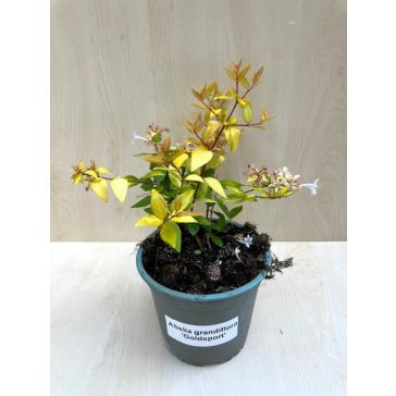   Nagyvirágú tárnicslonc - Abelia grandiflora 'Gold Spot'