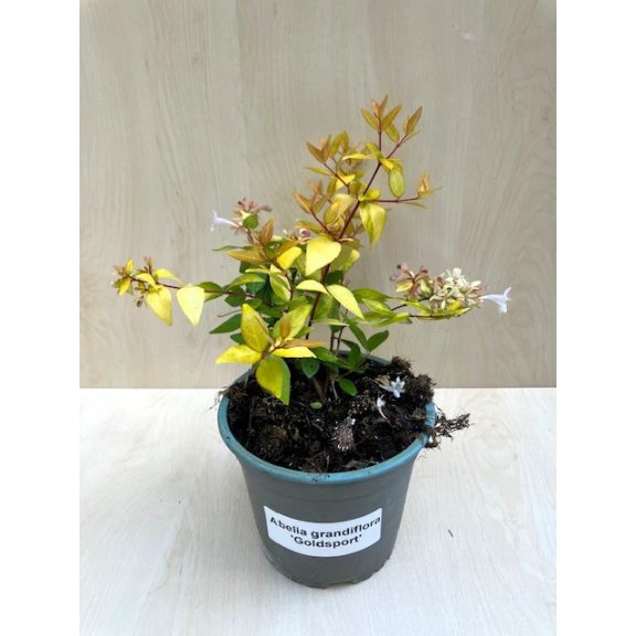 Nagyvirágú tárnicslonc - Abelia grandiflora 'Gold Spot'