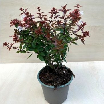   Örökzöld tárnicslonc - Abelia grandiflora 'Semperflorens'