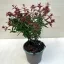 Örökzöld tárnicslonc - Abelia grandiflora 'Semperflorens'