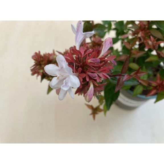 Örökzöld tárnicslonc - Abelia grandiflora 'Semperflorens'