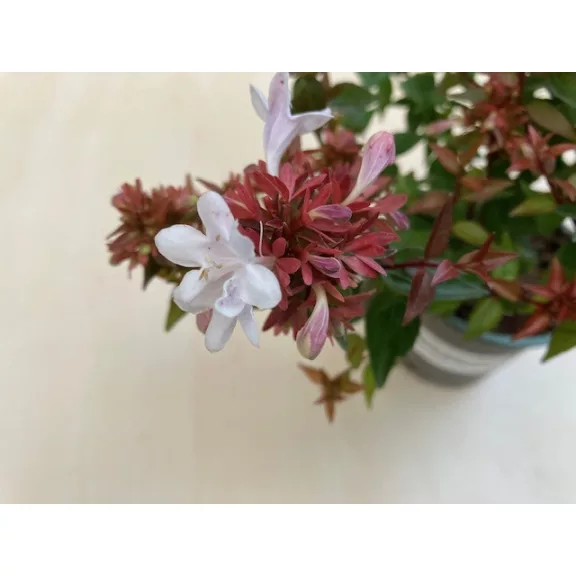 Örökzöld tárnicslonc - Abelia grandiflora 'Semperflorens'