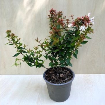   Nagyvirágú tárnicslonc - Abelia grandiflora 'Sherwoodii'