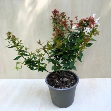   Nagyvirágú tárnicslonc - Abelia grandiflora 'Sherwoodii'