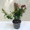 Nagyvirágú tárnicslonc - Abelia grandiflora 'Sherwoodii'