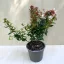Nagyvirágú tárnicslonc - Abelia grandiflora 'Sherwoodii'
