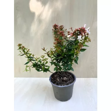   Nagyvirágú tárnicslonc - Abelia grandiflora 'Sherwoodii'