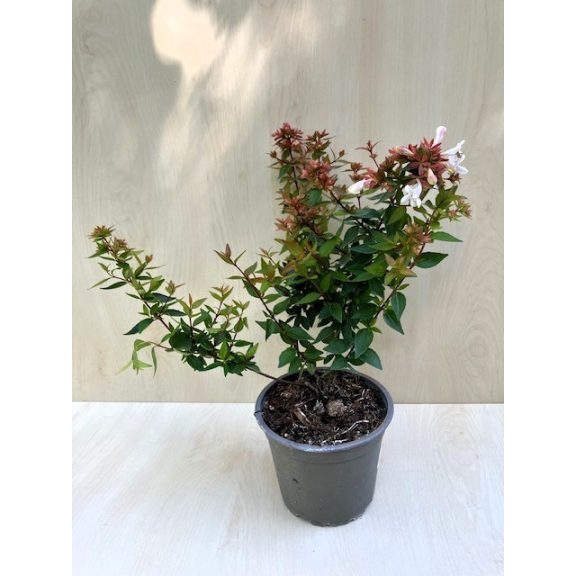 Nagyvirágú tárnicslonc - Abelia grandiflora 'Sherwoodii'