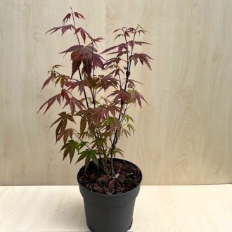 Vörös levelű japán juhar