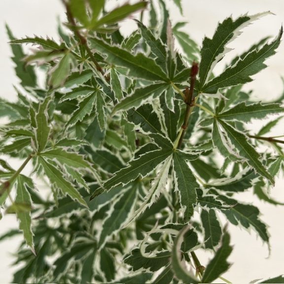 Japán juhar 'Butterfly'