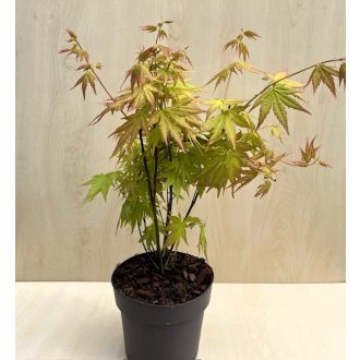 Japán juhar 'Orange Dream'