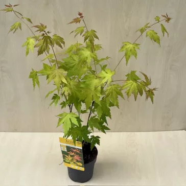 Japán juhar 'Orange Dream'