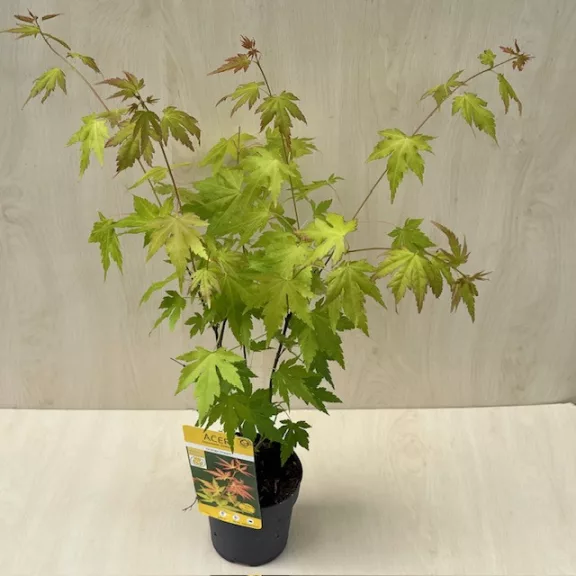 Japán juhar 'Orange Dream' Japán juhar 'Orange Dream'