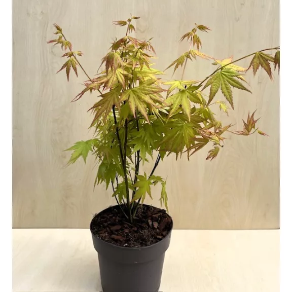 Japán juhar 'Orange Dream' Japán juhar 'Orange Dream'
